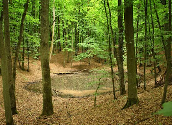 poland/drawa-national-park/attraction/rezerwat-przyrody-drawski-matecznik