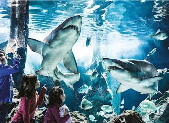 san-marino/faetano/attraction/aquarium-of-cattolica
