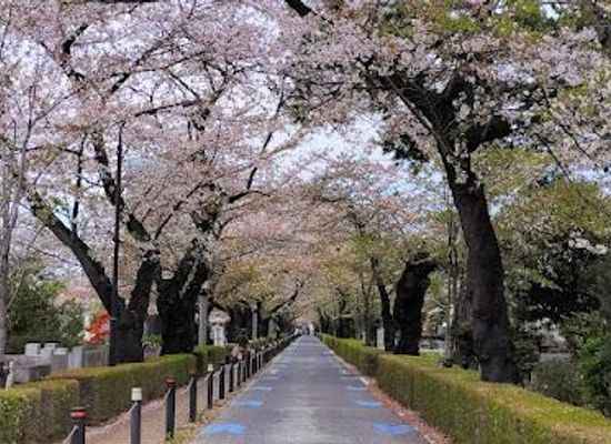 japan/tokyo/attraction/aoyama-cemetery