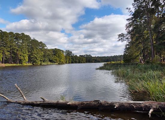 texas/piney-woods/attraction/davy-crockett-national-forest