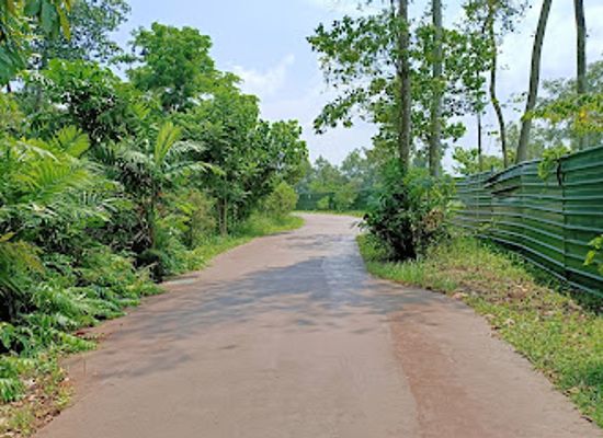 singapore/sungei-buloh-wetland-reserve/attraction/mid-canopy-walk