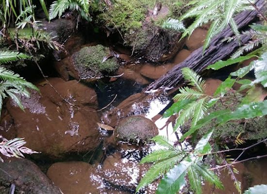 australia/central-coast/attraction/forest-of-tranquility