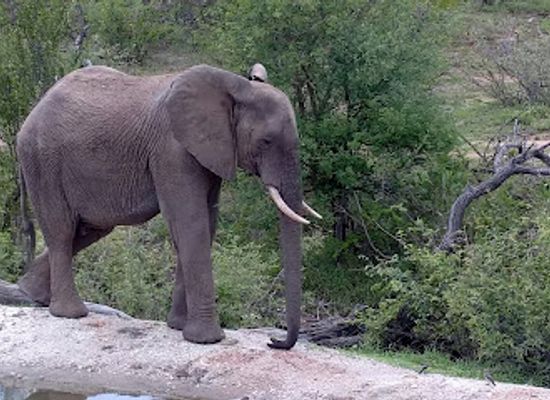 south-africa/lowveld/attraction/rosie-s-pan