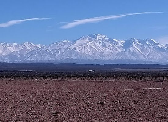 argentina/cuyo/attraction/pulenta-estate
