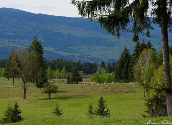 romania/harghita/attraction/ivo-wildlife-park