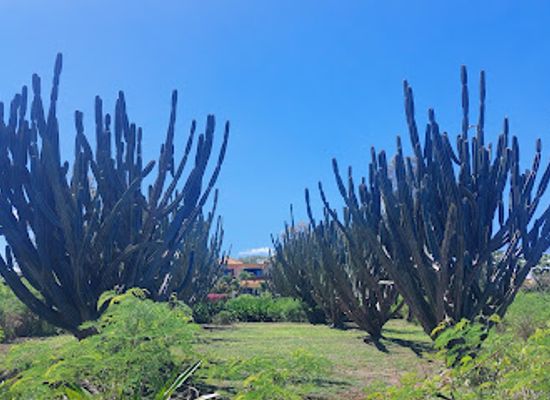 mauritius/flic-en-flac-beach/attraction/allee-des-cactus