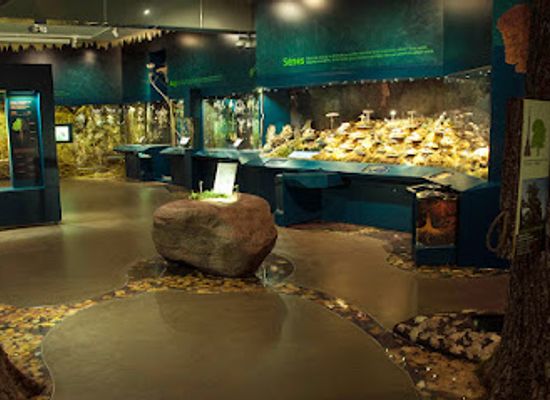 latvia/riga-bay/attraction/latvian-museum-of-natural-history