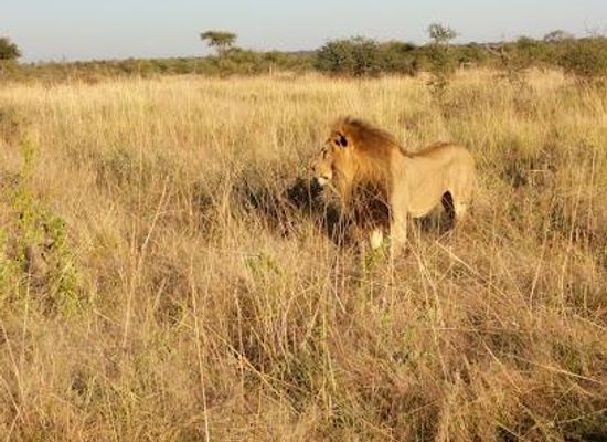 botswana/gaborone/attraction/madikwe-game-reserve