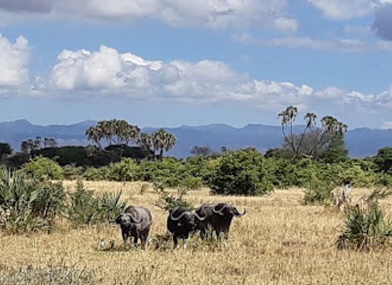 kenya/laikipia-plateau/attraction/meru-national-park