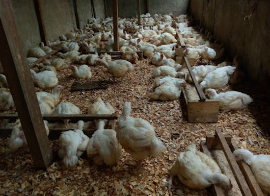 cameroon/edea/attraction/nicole-farm