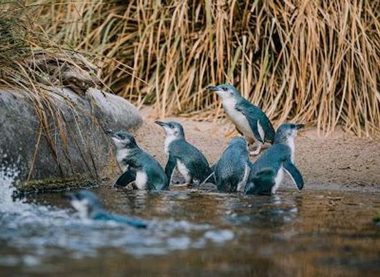 new-zealand/napier/attraction/national-aquarium-of-new-zealand