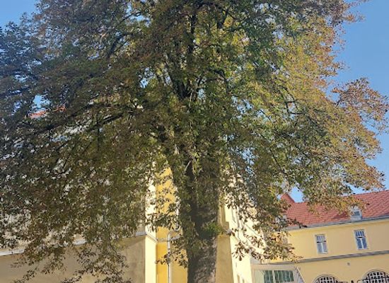slovenia/celje/attraction/pelikanov-kostanj