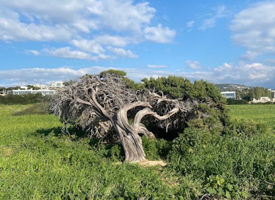 cyprus/paphos-district/attraction/old-juniper-tree