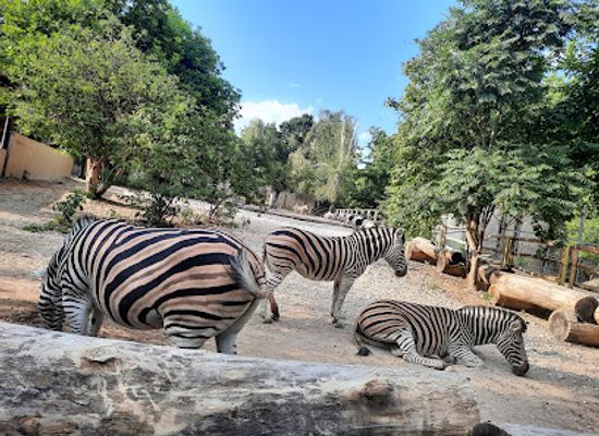 moldova/chisinau/attraction/zoo-of-chisinau