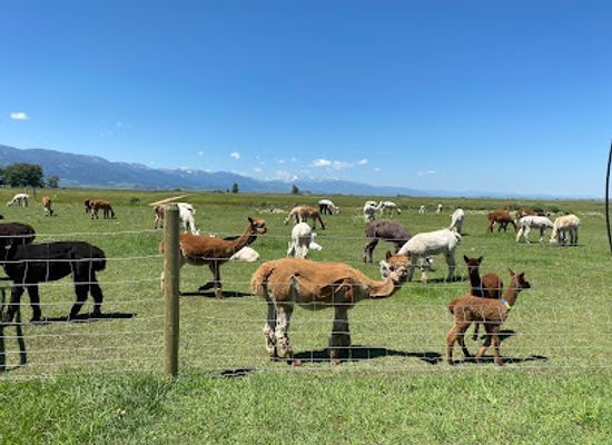 montana/beartooth-highway/attraction/sentinel-ranch-alpacas