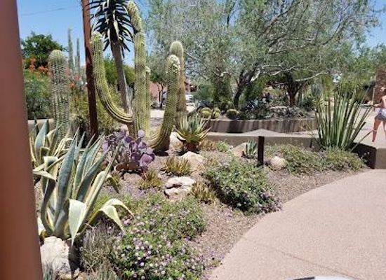 arizona/phoenix/attraction/carefree-desert-gardens