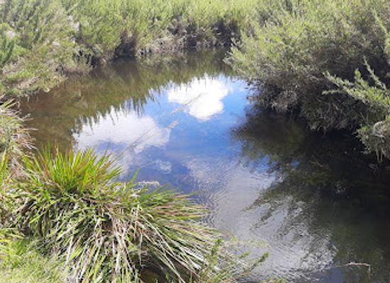 sri-lanka/horton-plains-national-park/attraction/aquatic-habitat-view-point