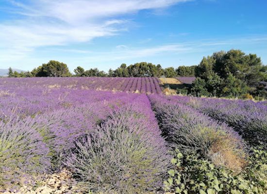 france/provence/attraction/champs-de-lavande
