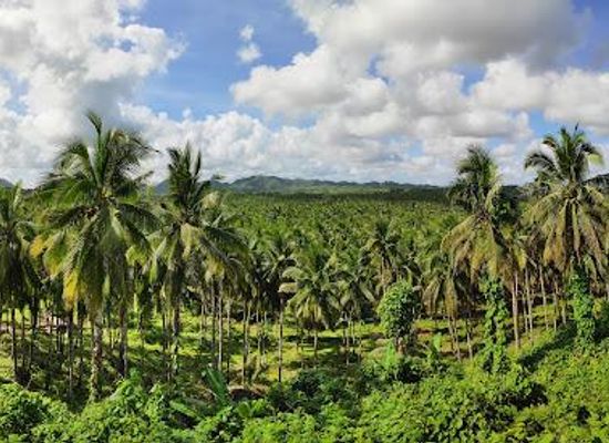 philippines/siargao/attraction/coconut-plantation-view-point