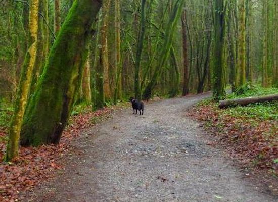 ireland/sligo/attraction/belleek-woods