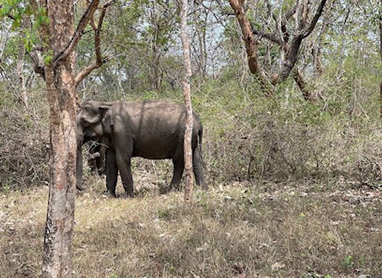 india/south-india/attraction/nilgiris-biosphere-reserve