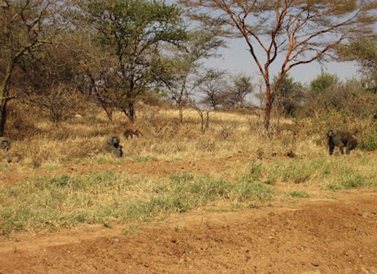 uganda/northern-region/attraction/mount-rengen