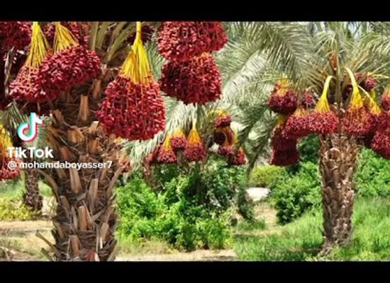egypt/sohag/attraction/alsahra