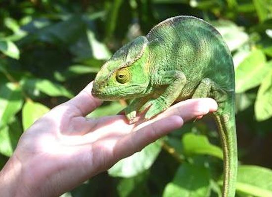 madagascar/andasibe/attraction/reserve-peyrieras-madagascar-exotic
