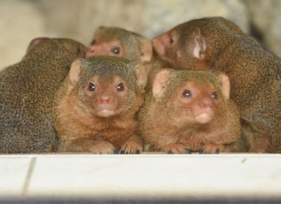 germany/ore-mountains/attraction/zoo-of-minis
