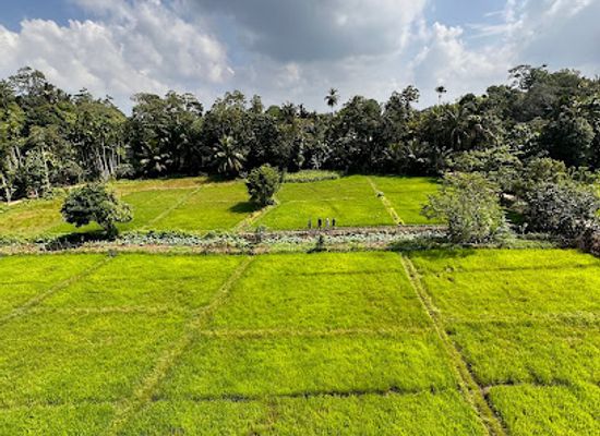 sri-lanka/hikkaduwa/attraction/rice-field-view-point