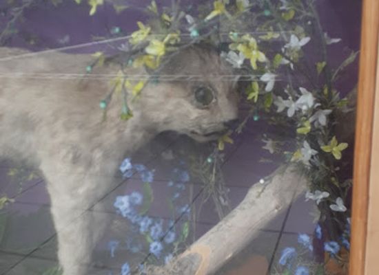 illinois/chicagoland/attraction/jurica-suchy-nature-museum