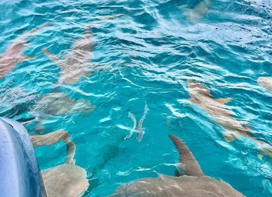 maldives/fulidhoo/attraction/dhiggiri-shark-point