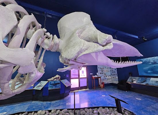 oman/muscat-governorate/attraction/natural-history-museum