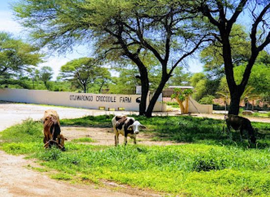 namibia/outjo/attraction/crocodile-farm-otjiwarongo