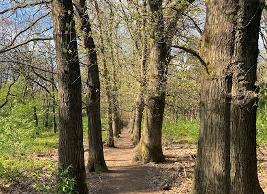 netherlands/veluwe-national-park/attraction/otterlose-bos