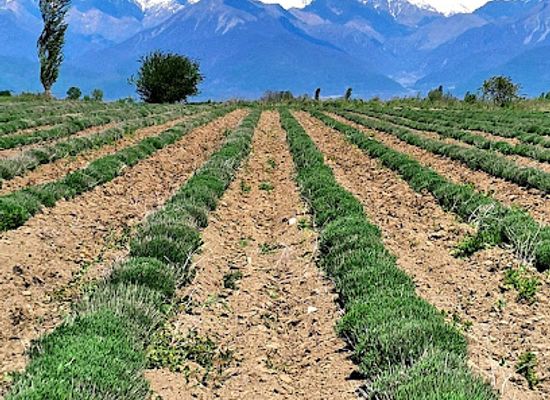 azerbaijan/gabala/attraction/essenso-lavanda-sahsi