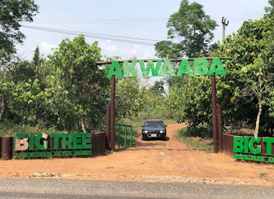 ghana/kwahu/attraction/the-big-tree