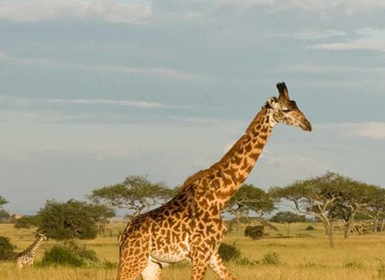tanzania/kilimanjaro-region/attraction/widerange-african-safaris-supermarket-best-tanzania-safari-tour-company-kilimanjaro-hiking-packages