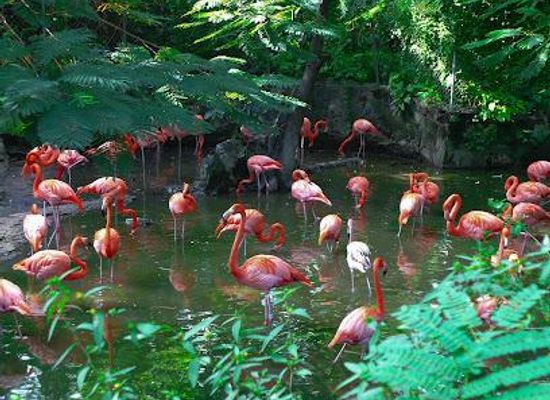 the-bahamas/nassau/attraction/ardastra-gardens-wildlife-conservation-centre