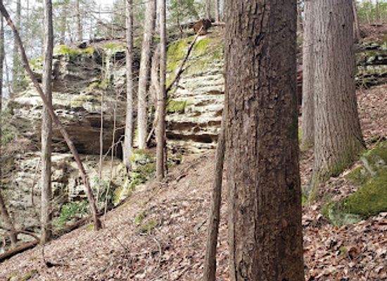 kentucky/sheltowee-trace-national-recreation-trail/attraction/beaver-creek-wilderness