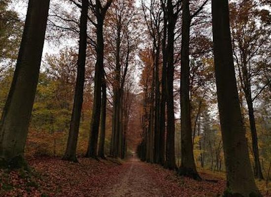 belgium/brussels/attraction/sonian-forest