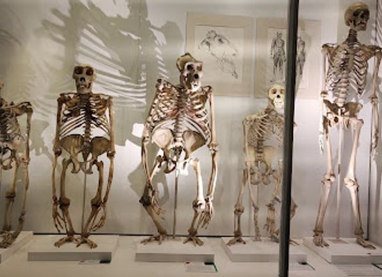 united-kingdom/cambridge/newnham/attraction/university-museum-of-zoology