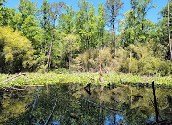 alabama/prattville/attraction/wilderness-park-bamboo-forest