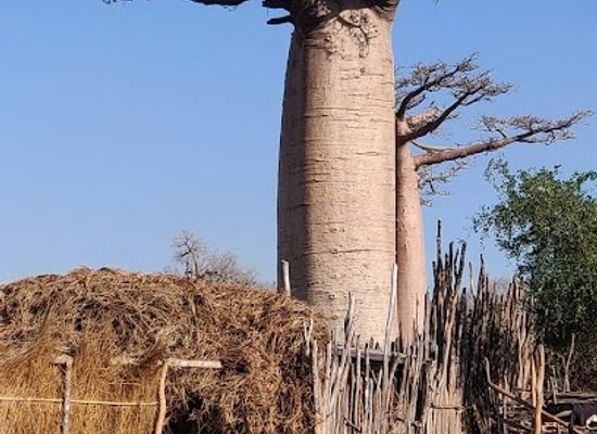 madagascar/menabe/attraction/heiliger-baobab