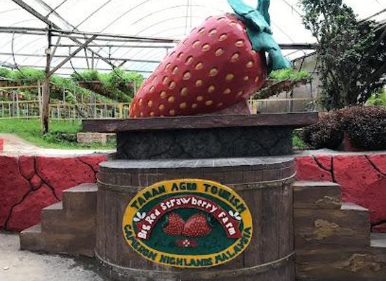 malaysia/cameron-highlands/attraction/big-red-strawberry-farm