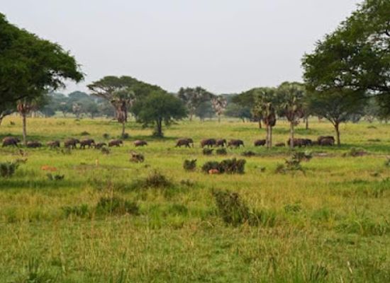 uganda/eastern-region/attraction/je-fais-nature-safaris