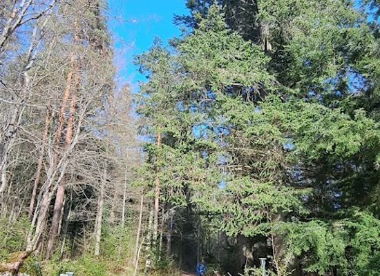 finland/kymenlaakso/attraction/arboretum-mustila