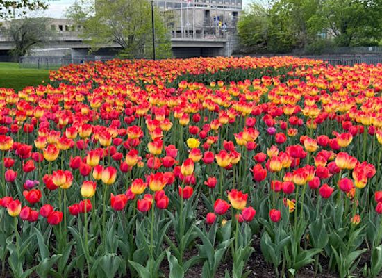 canada/ottawa-valley/attraction/international-peace-garden
