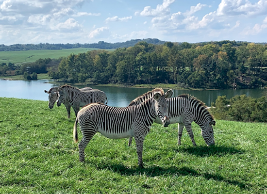 ohio/wayne-national-forest/attraction/the-wilds