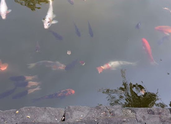 romania/baia-mare/attraction/fish-lake